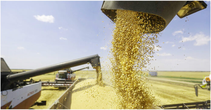 russian-wheat-20220608224316