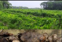চরফ্যাশনে বাণিজ্যিকভাবে চাষ হচ্ছে মেটে আলু