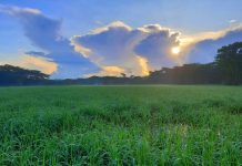 সকালের কুয়াশা আর হালকা শীত উপভোগ করছেন চরফ্যাশনবাসী