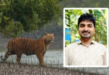 আজ বিশ্ব বাঘ দিবস—বাঘ বাঁচুক ‘বাঘের মতোই’