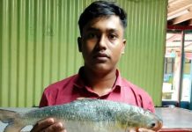 মেঘনায় ধরা পড়লো ২ কেজি ওজনের ইলিশ