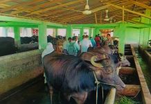 আধুনিক মহিষের খামার করে চমক দেখালেন চরফ্যাশনের সায়েম