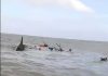 সাগরে চরফ্যাশনের ট্রলারডুবি, ১৫ জেলে উদ্ধার; নিখোঁজ-১