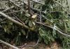 চরফ্যাশনে ইউপি সদস্যের পুকুরের মাছ লুট ও গাছপালা কাটার অভিযোগ