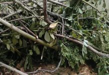 চরফ্যাশনে ইউপি সদস্যের পুকুরের মাছ লুট ও গাছপালা কাটার অভিযোগ